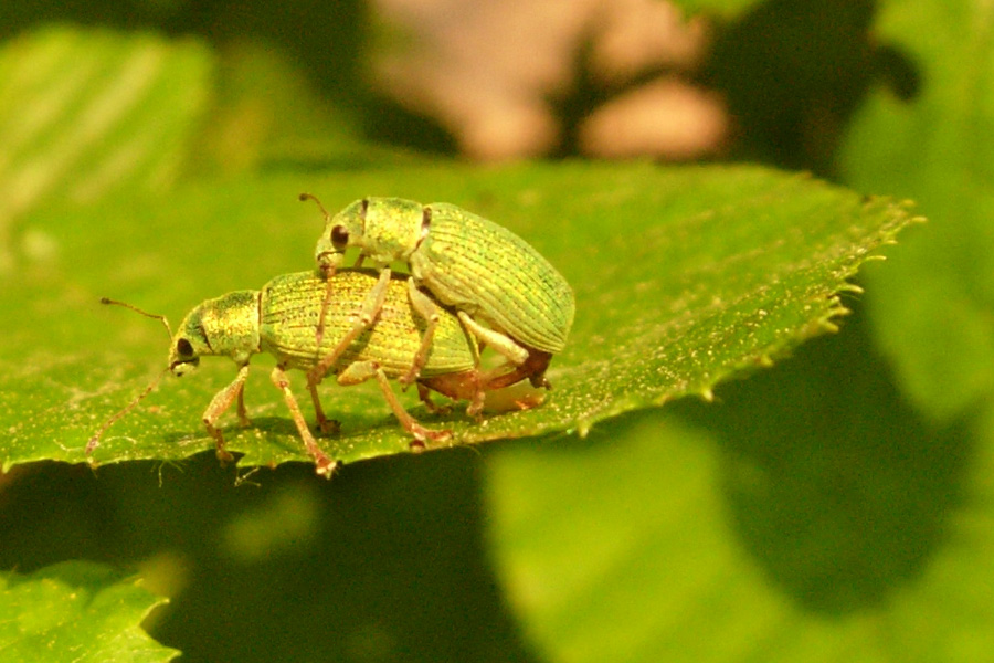 Polydrusus formosus